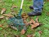 Image of someone raking autumn leaves